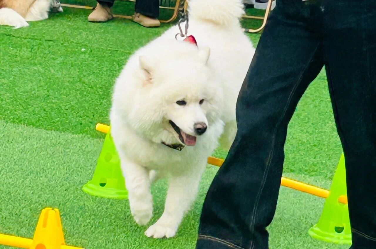 �����ʹ���(463cc) - �ٷ���վ