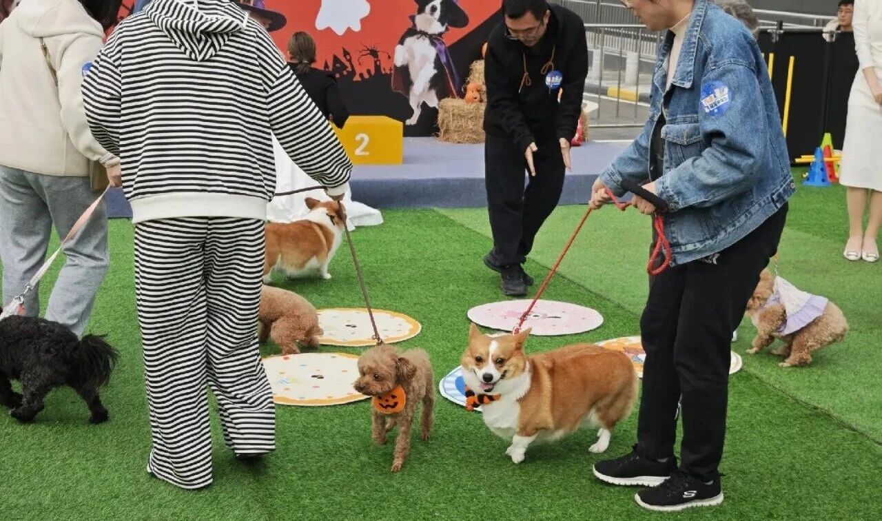 �����ʹ���(463cc) - �ٷ���վ