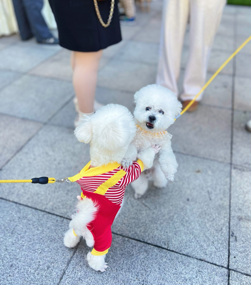 �����ʹ���(463cc) - �ٷ���վ